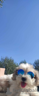 Photo №4. Je vais vendre bichon havanais en ville de Kragujevac. éleveur - prix - négocié