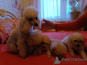 Photo №1. caniche (nain) - à vendre en ville de Tallinn | 1200€ | Annonce №126934