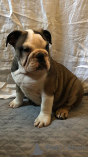 Photo №2 de l'annonce № 111117 de la vente bulldog anglais - acheter à USA annonce privée