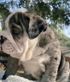 Photo №2 de l'annonce № 126713 de la vente bulldog anglais - acheter à Espagne 