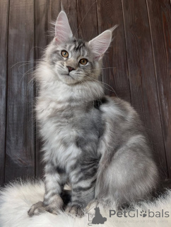 Photo №3. Chatons Maine Coon. USA