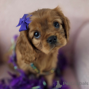 Photo №1. cavalier king charles spaniel - à vendre en ville de Þorlákshöfn | négocié | Annonce №155573