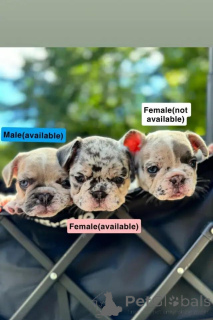 Photo №3. Französische Bulldoggen-Welpen Contactez-nous par WhatsApp au 44 7453 907158. Allemagne