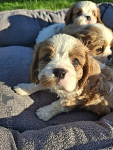 Photo №4. Je vais vendre cocker américain, cocker spaniel anglais, springer anglais, welsh springer spaniel, épagneul d'eau irlandais, cavalier king charles spaniel, cavalier king charles spaniel, clumber spaniel, épagneul russe, épagneul tibétain en ville de Stockholm. annonce privée, de la fourrière, éleveur - prix - 1100€