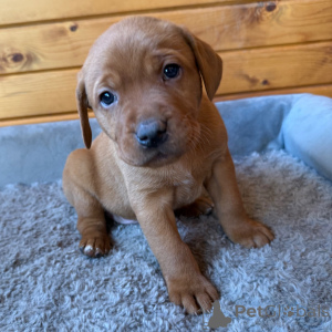 Photo №2 de l'annonce № 163938 de la vente labrador retriever - acheter à La Grande-Bretagne annonce privée