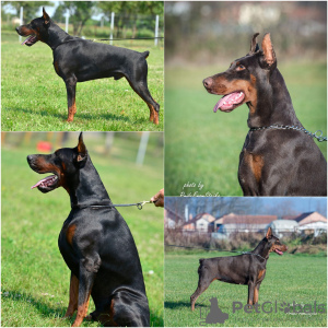 Photos supplémentaires: Chiots Doberman à vendre