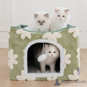 Photo №3. Chatons Ragdoll de luxe à vendre Chats de compagnie parfaits. Pologne