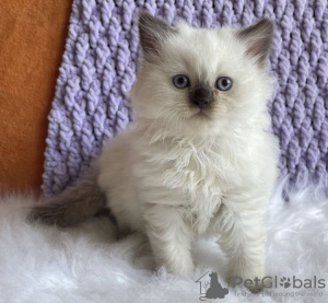 Photo №2 de l'annonce № 104314 de la vente ragdoll - acheter à USA annonce privée