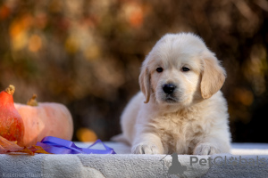 Photo №1. golden retriever - à vendre en ville de Москва | négocié | Annonce №122081