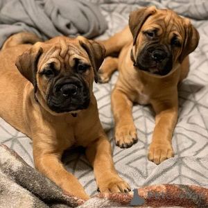 Photo №1. bullmastiff - à vendre en ville de Arnsberg | 350€ | Annonce №147562