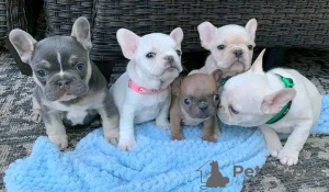 Photo №3. Beaux chiots bouledogue français Business WhatsApp 37256062792. La finlande