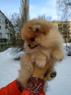 Photo №3. garçons spitz pomeranian. Ukraine