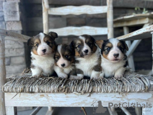 Photo №4. Je vais vendre welsh corgi en ville de Филадельфия. annonce privée, éleveur - prix - négocié