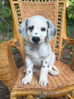 Photo №1. dalmatien - à vendre en ville de Magdebourg | négocié | Annonce №175556