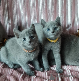 Photo №1. ragdoll - à vendre en ville de Regensdorf | 350€ | Annonce № 151639