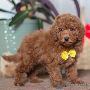 Photo №2 de l'annonce № 161022 de la vente pinscher miniature - acheter à La Grande-Bretagne annonce privée