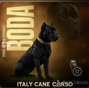 Photo №1. Service d'accouplement - race: cane corso. Prix - négocié