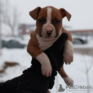 Photos supplémentaires: American Staffordshire Terrier