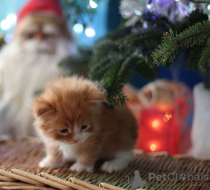 Photo №2 de l'annonce № 123465 de la vente maine coon - acheter à Allemagne annonce privée, éleveur