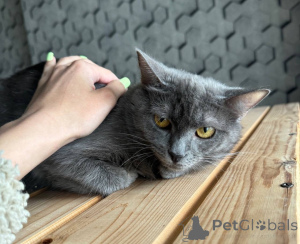 Photo №3. Amis, à la recherche d'une maison de dymka de chat.. Fédération de Russie