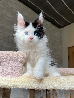 Photo №3. Présentation de Luna, notre petite reine rêveuse au cœur aussi doux que sa. Allemagne