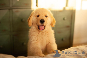 Photo №1. golden retriever - à vendre en ville de Riekstukalns | négocié | Annonce №85347