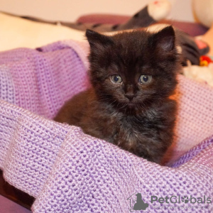 Photos supplémentaires: Le chaton est entre de bonnes mains.