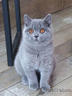 Photo №2 de l'annonce № 167880 de la vente british shorthair - acheter à Pays Bas annonce privée