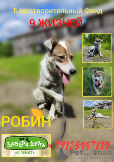 Photo №1. chien bâtard - à vendre en ville de Москва | Gratuit | Annonce №59864