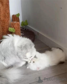 Photo №1. munchkin - à vendre en ville de Celle | 350€ | Annonce № 153197