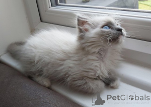Photo №1. ragdoll - à vendre en ville de Bönningstedt | 580€ | Annonce № 174813