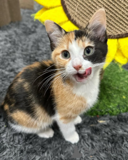 Photo №3. Chats domestiques. Allemagne