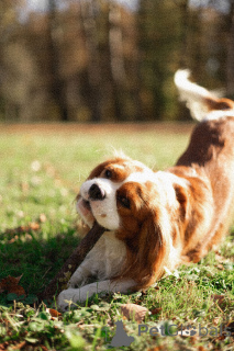 Photo №3. Tricoter Cavalier King Charles Spaniel en Biélorussie. Annonce № 135172