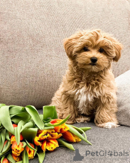 Photos supplémentaires: Des chiots maltipoo F1 absolument époustouflants.