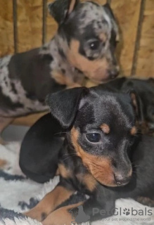 Photo №4. Je vais vendre teckel en ville de Portland. éleveur - prix - 319€