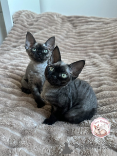 Photo №1. devon rex - à vendre en ville de Paris | négocié | Annonce № 161168