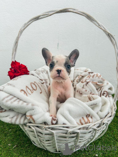 Photos supplémentaires: Chiots bouledogue français