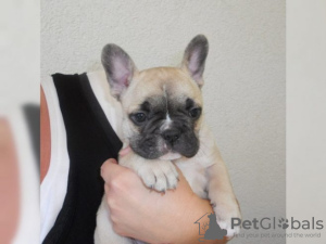 Photo №1. bouledogue - à vendre en ville de Интерлакен | Gratuit | Annonce №129265