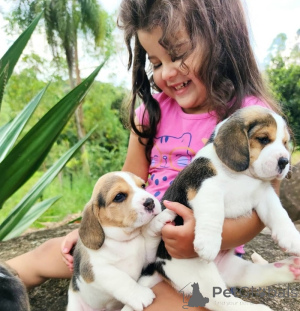 Photo №1. beagle - à vendre en ville de Milano Marittima | négocié | Annonce №175499