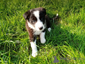 Photo №3. Adorables chiots Border Collie à adopter gratuitement. Allemagne