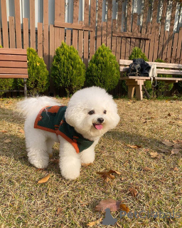 Photo №4. Je vais vendre bichon maltais en ville de Berlin. annonce privée, de l'abri - prix - 550€