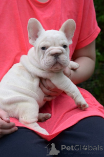 Photo №1. bouledogue - à vendre en ville de Minsk | 781€ | Annonce №173465