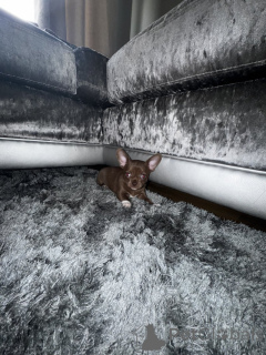 Photo №2 de l'annonce № 139146 de la vente chihuahua - acheter à Allemagne annonce privée