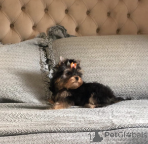 Photo №1. yorkshire terrier - à vendre en ville de Szeged | négocié | Annonce №110171