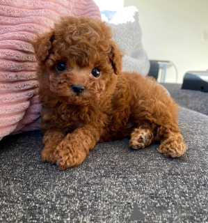Photo №3. Toy Poodle prêt pour une nouvelle maison. USA