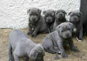 Photo №1. staffordshire terrier anglais - à vendre en ville de Cēsis | négocié | Annonce №159997