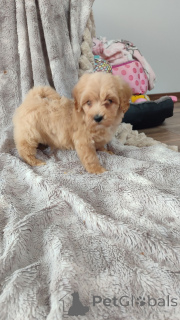 Photo №3. Maltipoo-Welpen zu vermitteln.. Allemagne