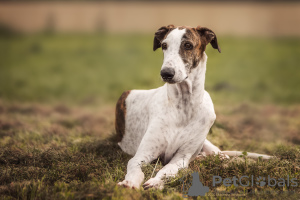 Photo №2 de l'annonce № 7468 de la vente lévrier greyhound - acheter à Fédération de Russie éleveur