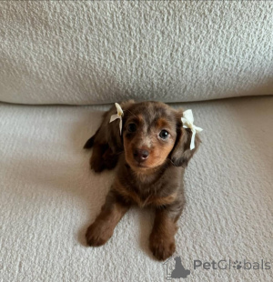 Photo №1. teckel - à vendre en ville de Amberg | négocié | Annonce №148396