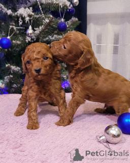 Photo №3. Chiots caniche. Biélorussie